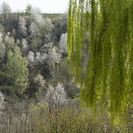 Il Bosco Delle Torte
