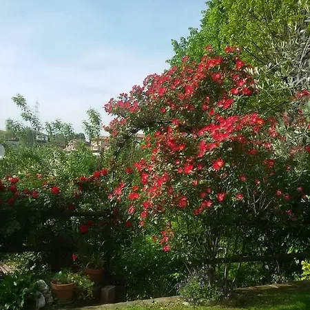 Il Bosco Delle Torte