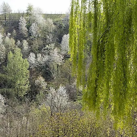 Il Bosco Delle Torte Castellinaldo